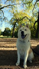 Dog breeding and pregnancy | Dog gestation period #pets_birds #dog_breeding #new_puppies