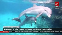 Madres delfines usan lenguaje 