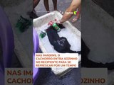 Cachorro viraliza ao entrar em isopor com gelo para suportar calor no RJ