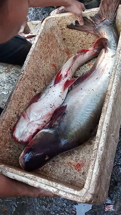 Ikan Patin Jumbo