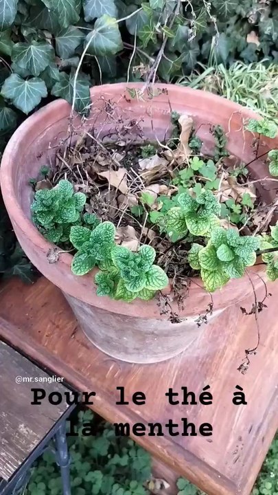 Pour le thé à la Menthe
