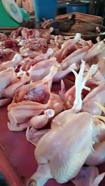 Ayam murah