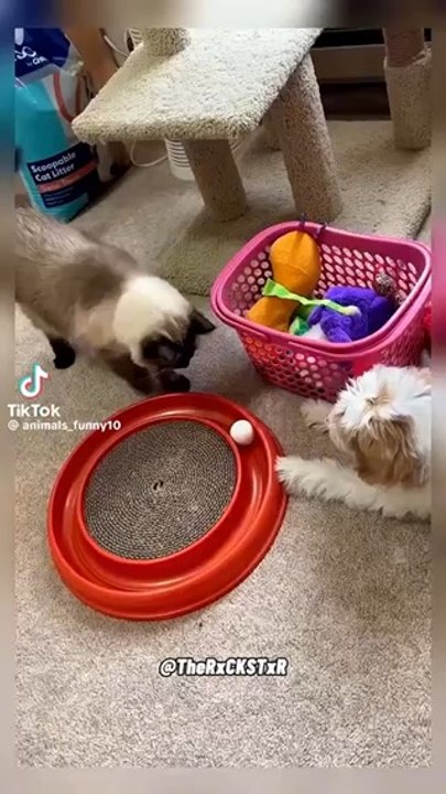 Funny Talking Animals