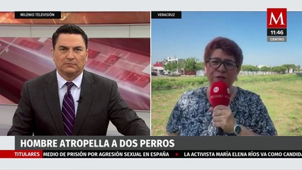 Un hombre arroyó a un par de perros en Veracruz; las mascotas pertenecían a su vecina