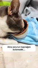 Sevginin iyileştirici gücü… Dört bacağı felçli olan kedinin zaman içindeki değişimi