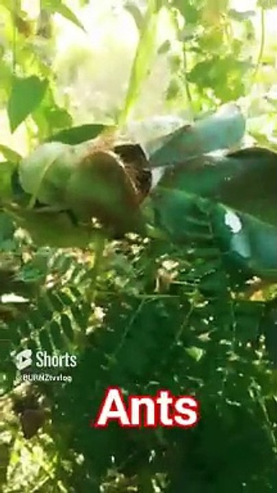 ANTS