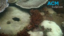 First reports of severe coral bleaching on reef