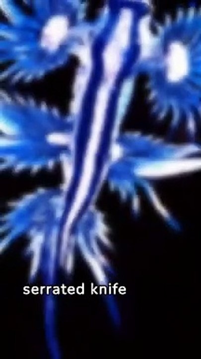 Crazy Animal Facts You Didn't Know