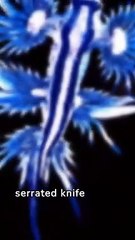 Crazy Animal Facts You Didn't Know