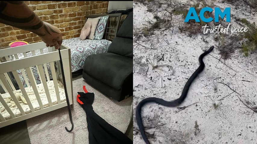 A red-bellied black snake was found under a baby’s cot in Port Stephens.
