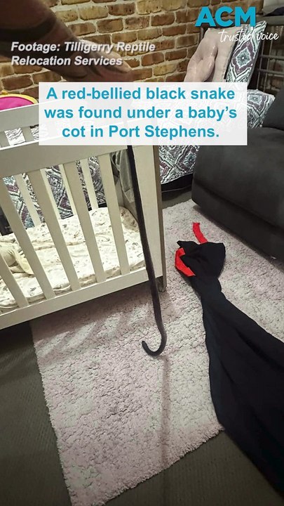 Snake found underneath baby’s cot