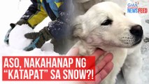 Aso, nakahanap ng “katapat” sa snow?! | GMA Integrated Newsfeed