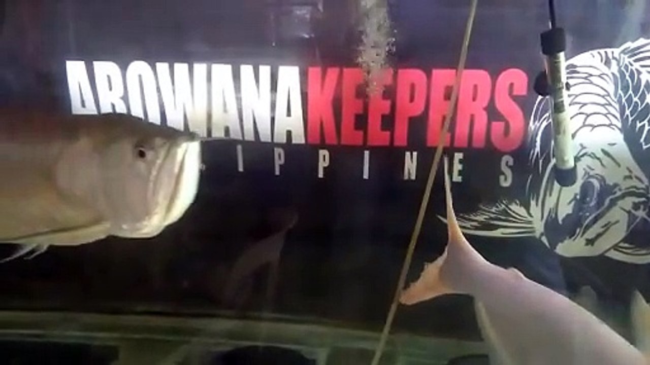 AROWANAN