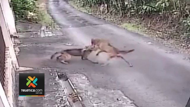 tn7-Video Pelea-de-dos-coyotes-por-comida-sorprende-a-vecinos-de-Palmares-220224
