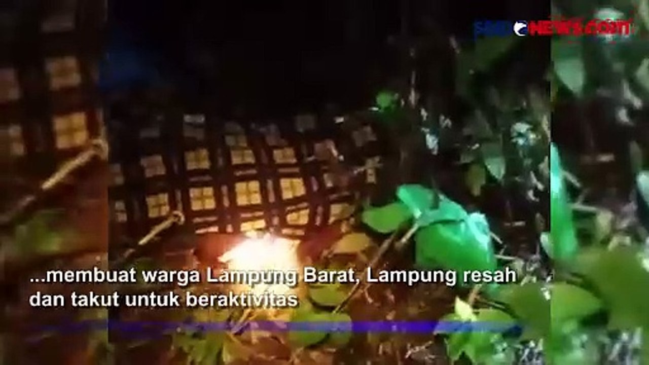 Dua Orang jadi Korban Keganasan Harimau, Warga Lampung Barat Resah dan Takut Beraktivitas