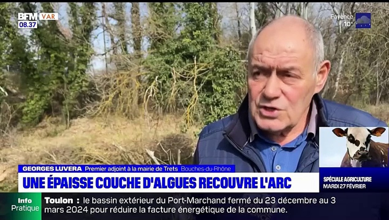 Larc pollué par une algue REPORTAGE BFM22FEV2024