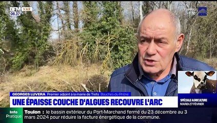 Larc pollué par une algue REPORTAGE BFM22FEV2024
