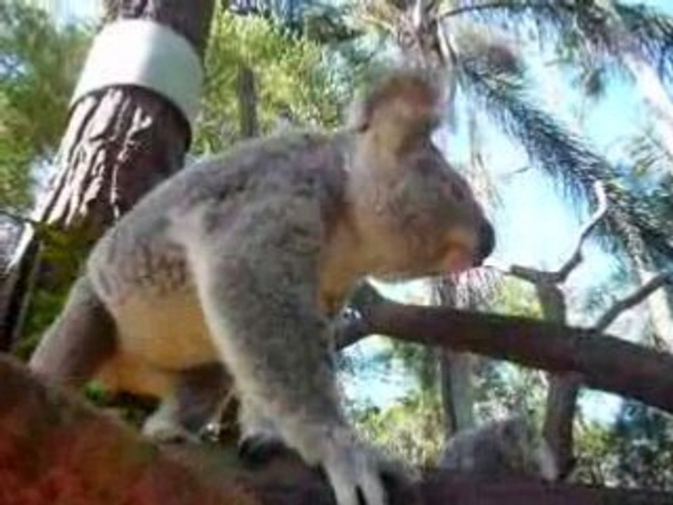 La marche du koala
