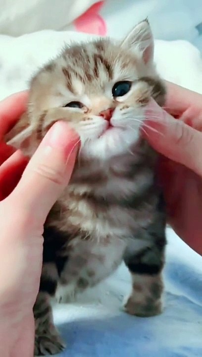CUTE CAT