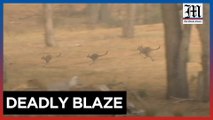 Residents, kangaroos flee as firefighters battle Australian bushfire