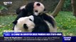 La Chine va envoyer deux pandas géants aux États-Unis, signe d'un 