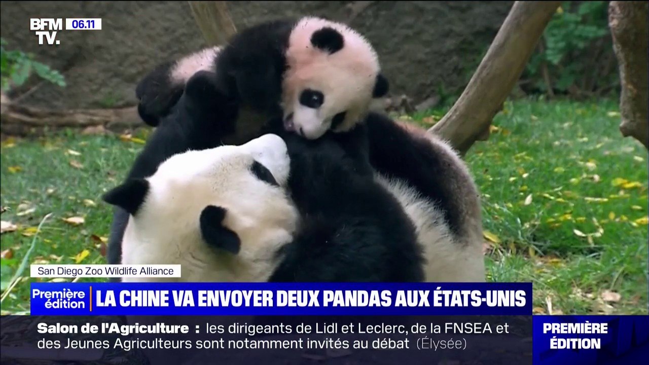 La Chine va envoyer deux pandas géants aux États-Unis, signe d'un "réchauffement" de leur relation
