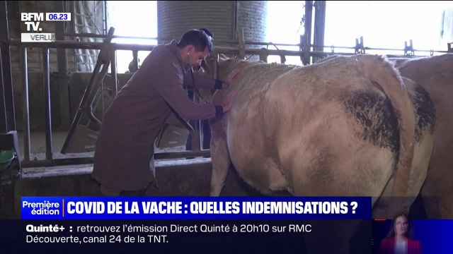 Quelles sont les indemnisations pour les vaches touchées par le covid de la vache ?