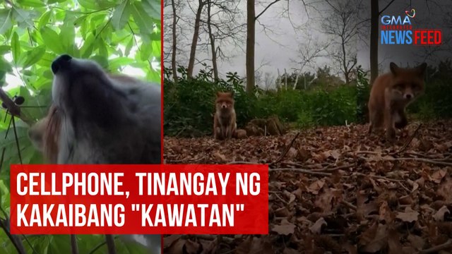 Cellphone, tinangay ng kakaibang kawatan | GMA Integrated Newsfeed