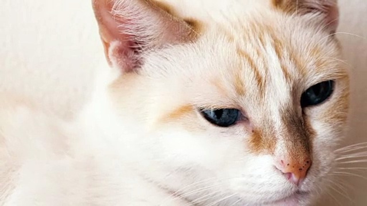 Beautiful animals