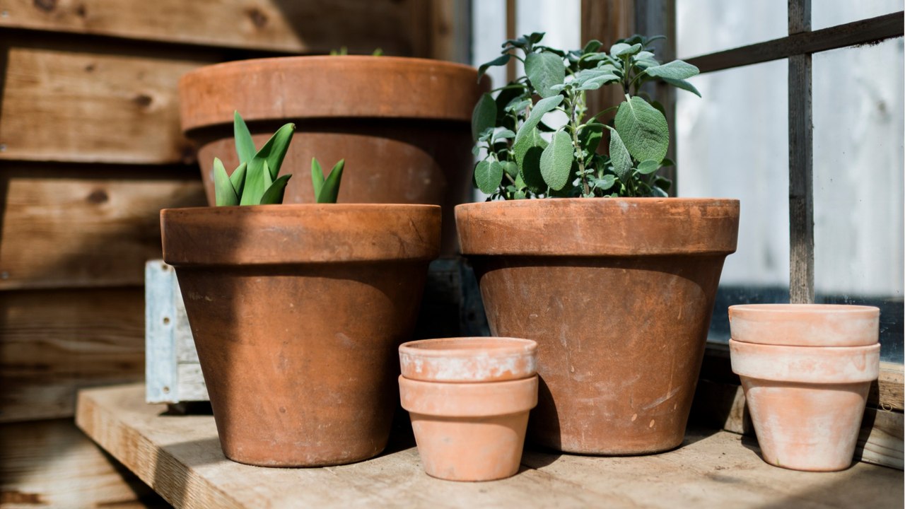 Kalkflecken: pflanzentöpfe mit kartoffelschalen reinigen