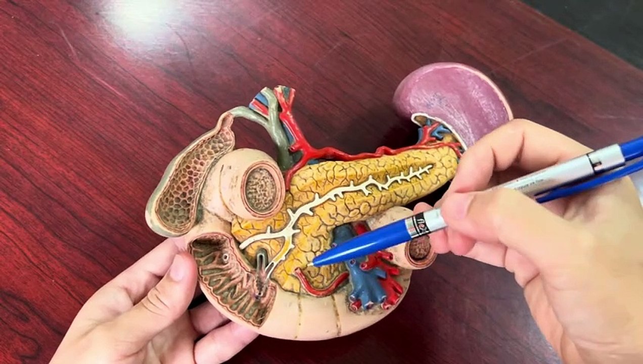 Đường dẫn mật ngoài gan, tá tràng, tuỵ ( khối tá tuỵ)