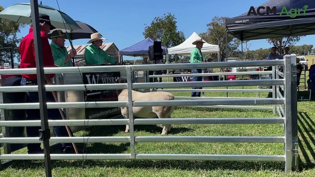 Second top-priced ram at Winrae Dorpers sale