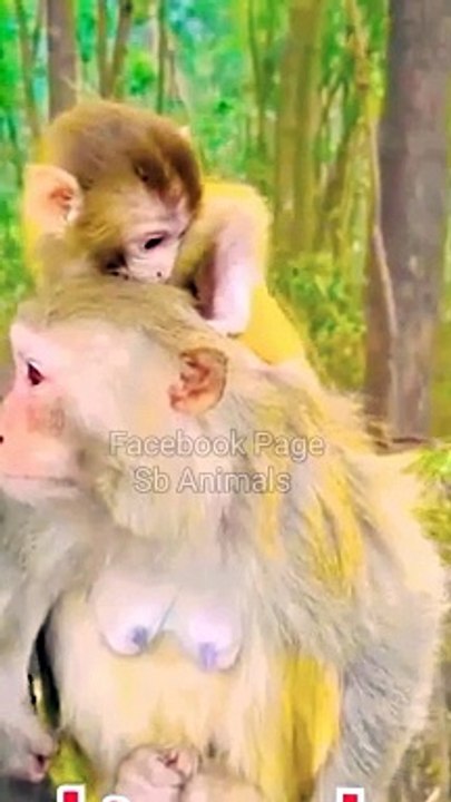 Funny Monkey Shorts, Monkey Video, Animal's Shorts, Animal's Video, Animal's Planet #Animals#Wildanimals#Animalsplanet