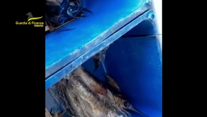 Maxi sequestro di pesce spada e novellame a Santa Flavia e a Palermo