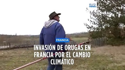 Francia vive una invasión de orugas estimulada por el cambio climático