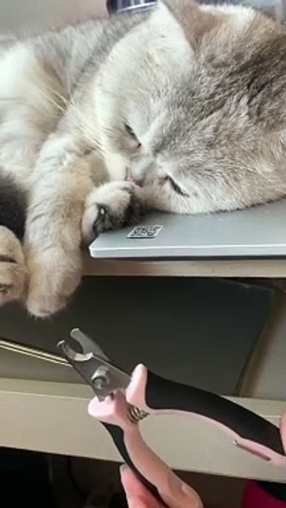 So cool  cat 
