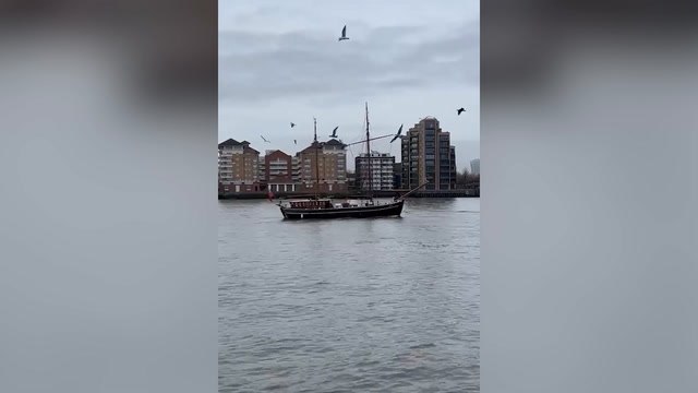 Video Captures Pod Of Dolphins Swimming In The Thames At Canary Wharf