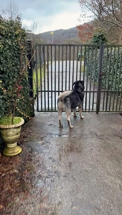 Un oso pardo come en un contenedor de basura de Laciana