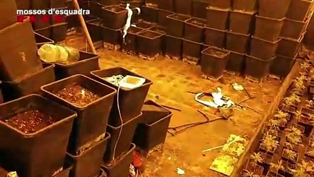 Los Mossos desmantelan una plantación de marihuana en chalet de lujo en Salou