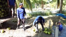 3 Second Coconut Cutting! New Technology of Making Coconut Water in Mass Production  Thai Factory