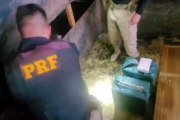 Na PR-323, PRF realiza maior apreensão de cocaína do Brasil: mais de meia tonelada