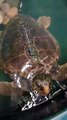 Nazaré the loggerhead turtle has made waves of progress thanks to SEA LIFE in Blackpool