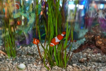 450 türden 20 bin egzotik canlı bu akvaryumda