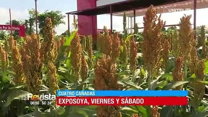 Exposoya 2024 abre sus puertas al público este viernes y sábado