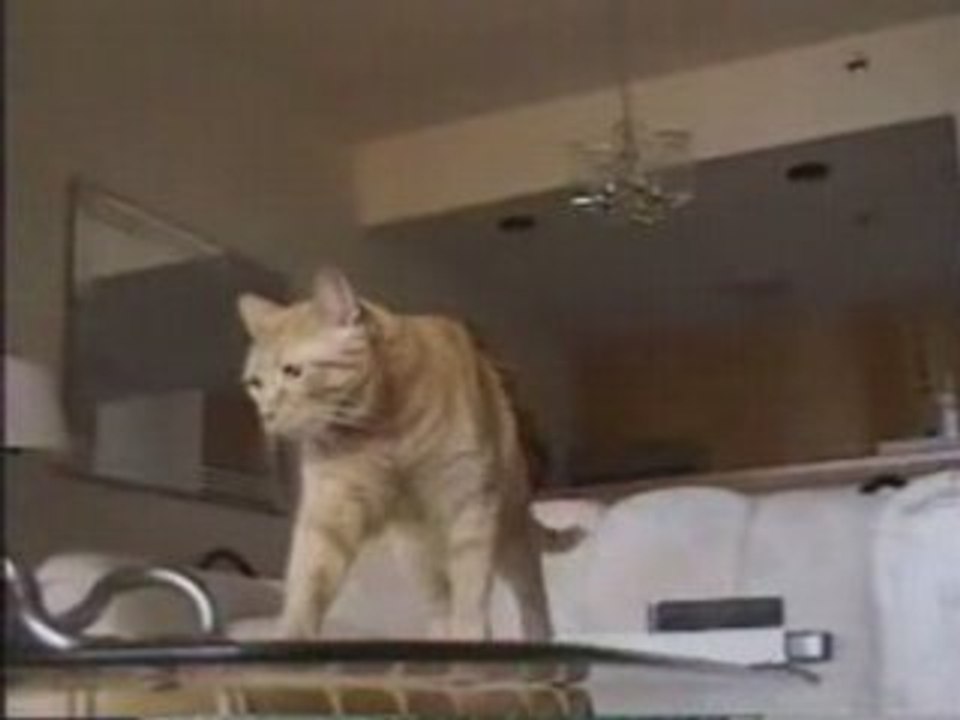 wonder cat