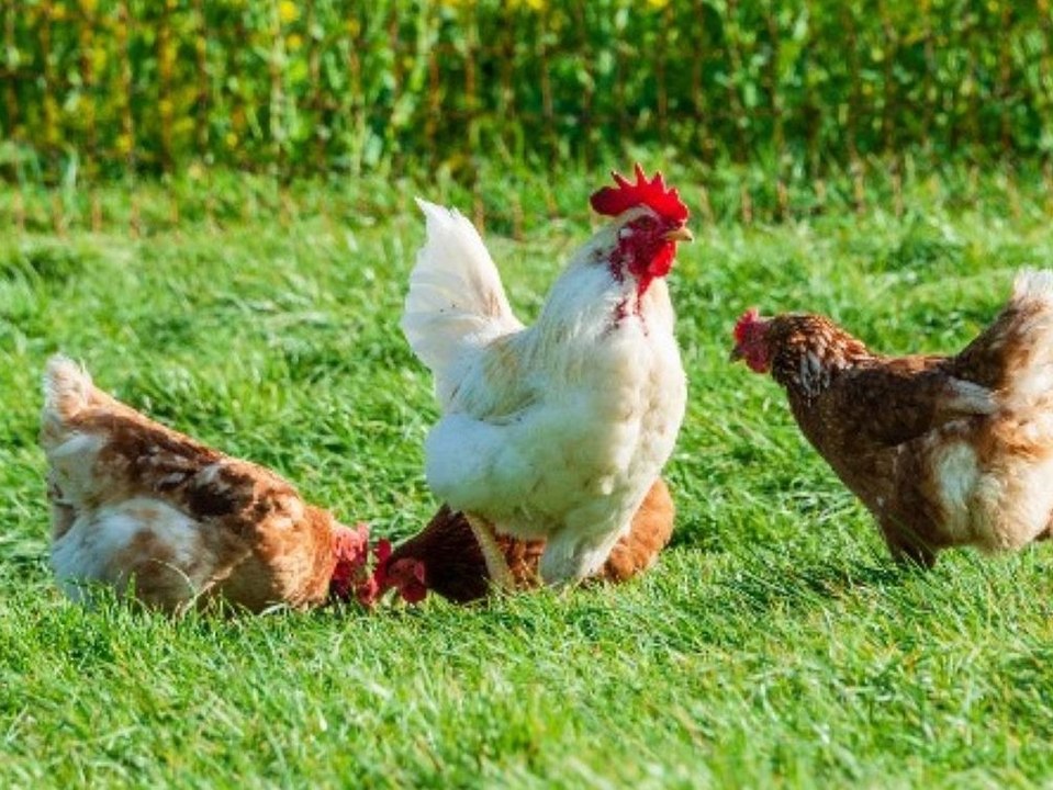 Hühnerplage auf Mallorca: Ferienort leidet unter Gegacker