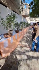 bonsai exhibition by saurashtra bonsai club
