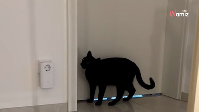 Un chat miaule devant une porte : elle croit à un caprice mais il vient sauver une personne en danger (vidéo)