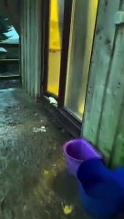 Vacas invadem casa de fazendeiro e descansam em sofá