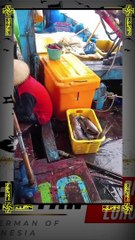 Oleng captain, full ikan stu perahu